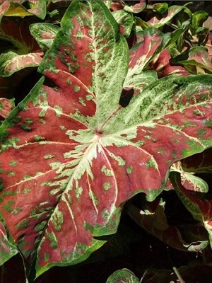 CALADIUM Just Sausy